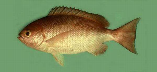 海钓实用技巧大全