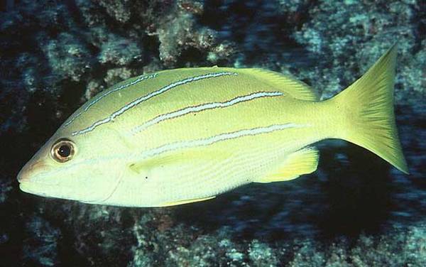 海钓实用技巧大全