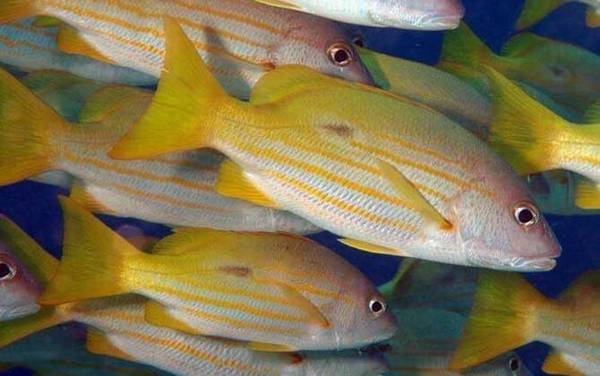 海钓实用技巧大全