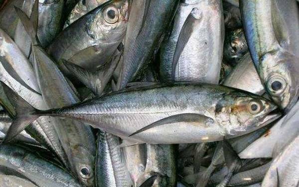 海钓实用技巧大全