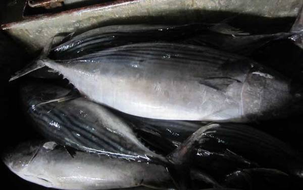 海钓实用技巧大全