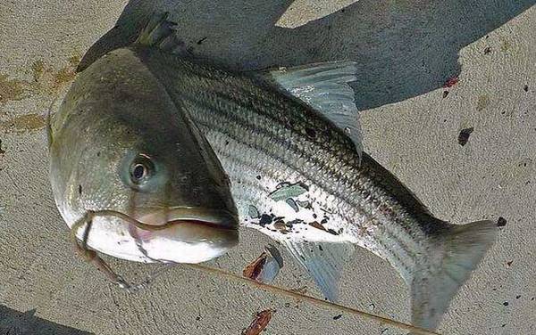 海钓实用技巧大全