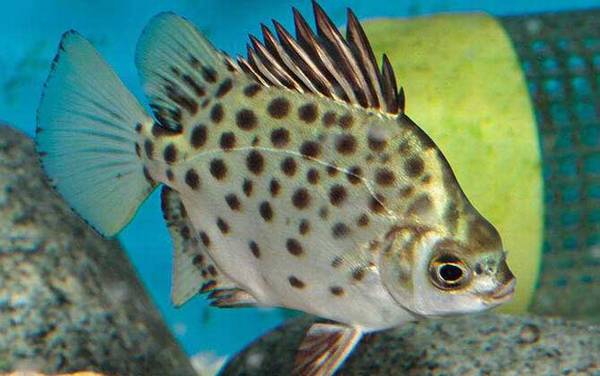 海钓实用技巧大全