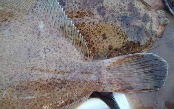 海钓实用技巧大全