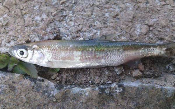 海钓实用技巧大全