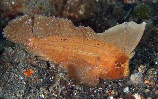 海钓实用技巧大全