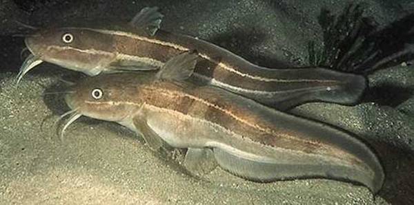 海钓实用技巧大全