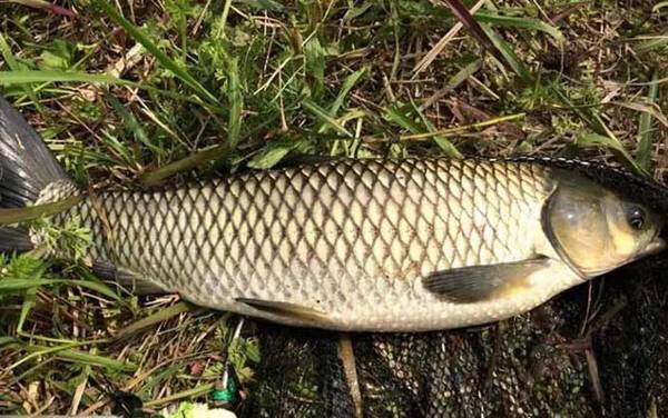 钓草鱼最佳季节是几月份?