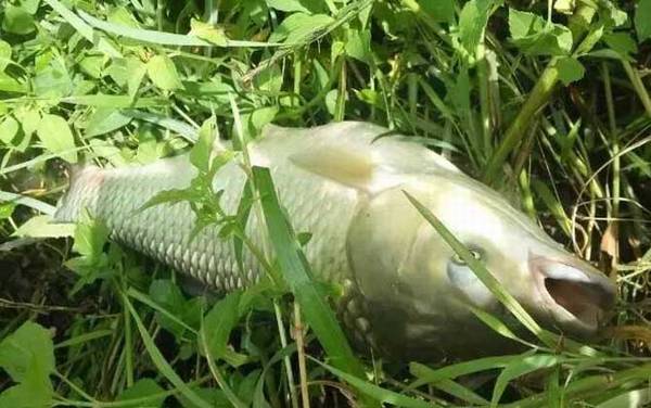 钓草鱼最佳季节是几月份?