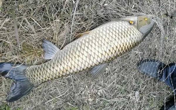 钓草鱼最佳季节是几月份?