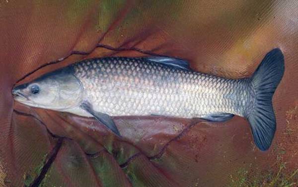 钓草鱼最佳季节是几月份?