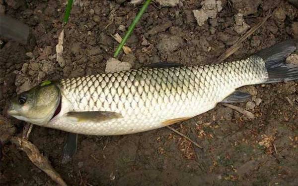 草鱼可以夜钓吗?