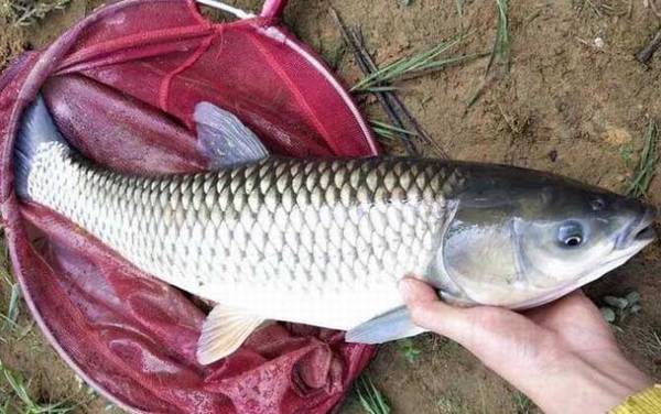 草鱼可以夜钓吗?