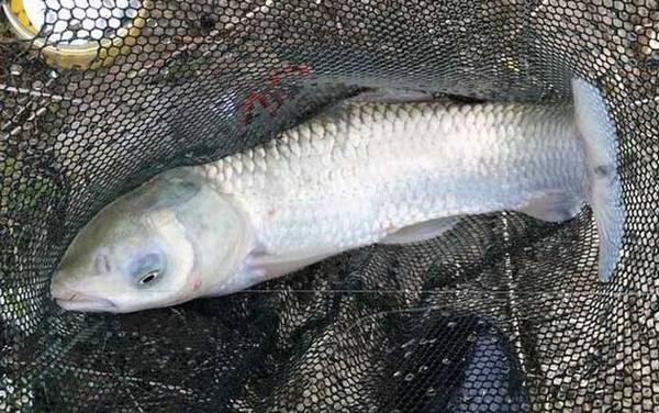 草鱼可以夜钓吗?