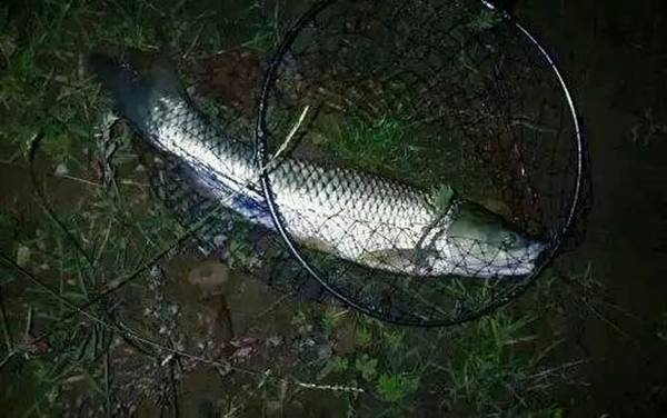 晚上钓草鱼浮钓还是底钓?