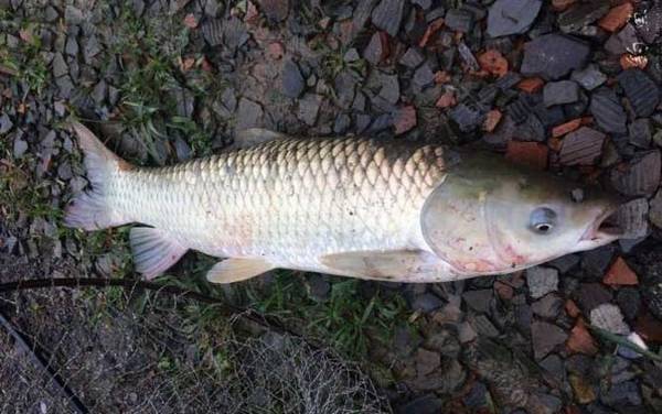 河里的草鱼怎么钓上鱼快?