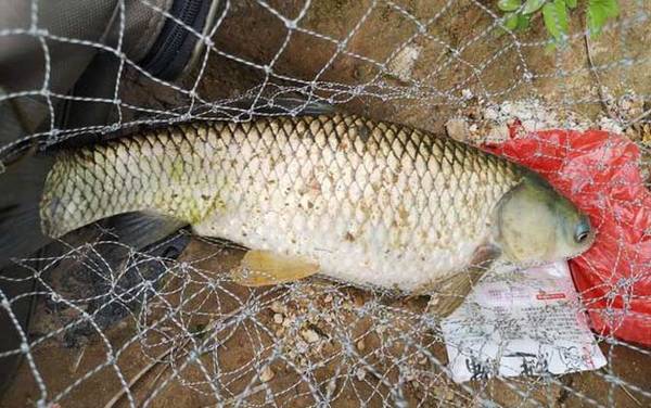 晚上钓草鱼最好的方法