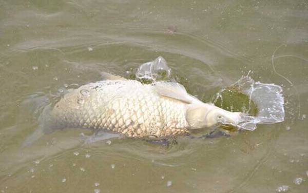 海竿钓草鱼钓底还是钓浮?