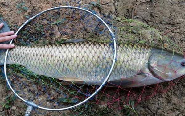 多少度可以用玉米钓草鱼?