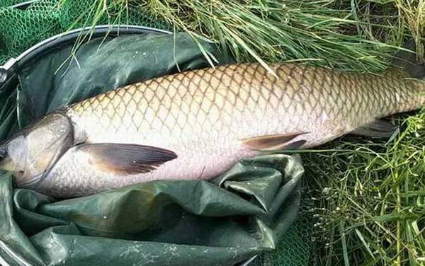 多少度可以用玉米钓草鱼?