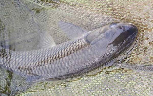 晚上钓草鱼用玉米好钓吗?