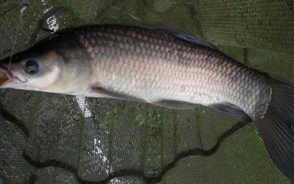 钓青鱼的最佳方法是哪种?