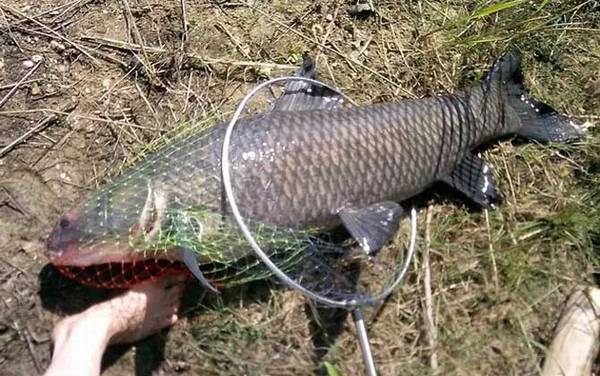 钓青鱼的最佳方法是哪种?