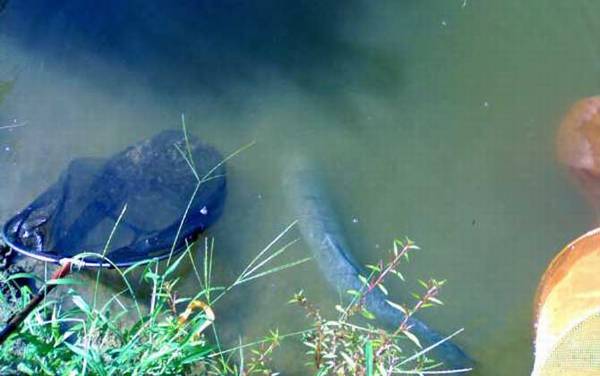 钓青鱼的最佳方法是哪种?