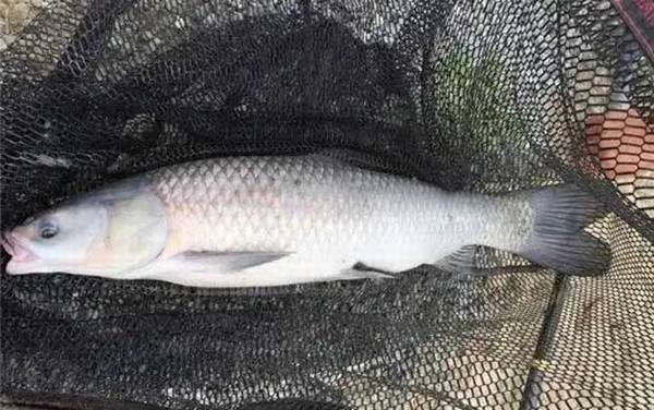 钓青鱼的最佳方法是哪种?