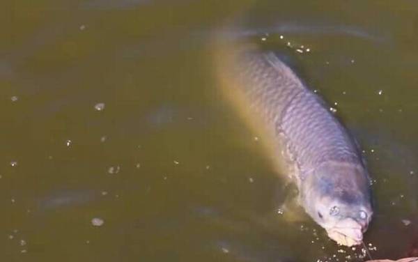 钓青鱼是钓底还是钓浮?