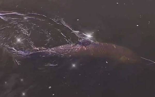 钓青鱼技巧全攻略