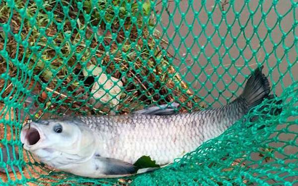 钓青鱼怎么打窝诱鱼快?