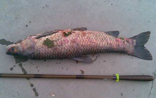 钓青鱼怎么打窝诱鱼快?