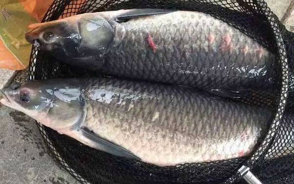 钓青鱼打窝连续打几天?