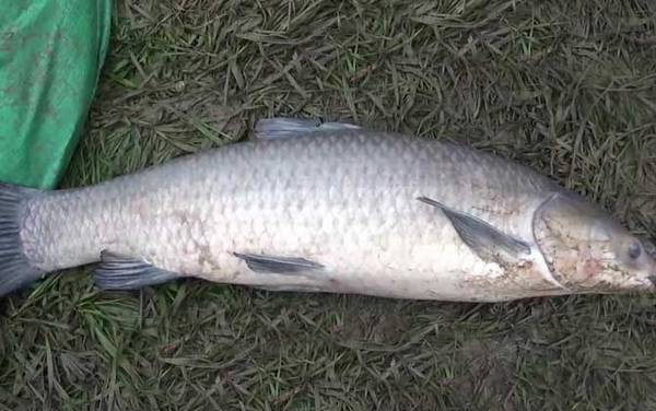 钓青鱼打窝连续打几天?