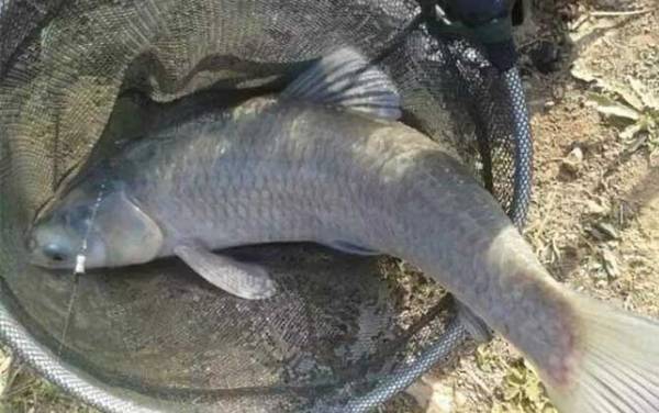 钓青鱼要打重窝吗?