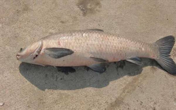 青鱼水深好钓还是水浅好钓?