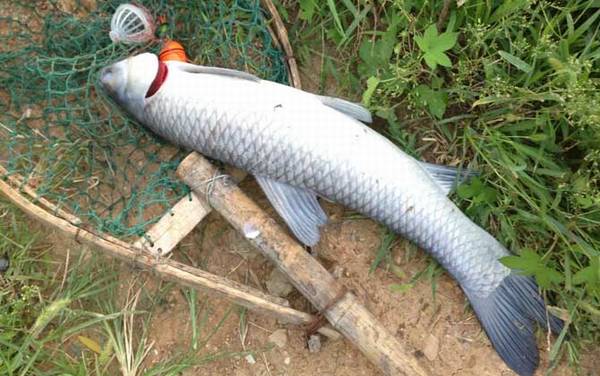 野河钓青鱼怎么钓上鱼快?