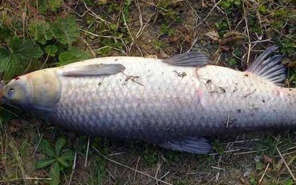 野钓青鱼钓多远多深合适?