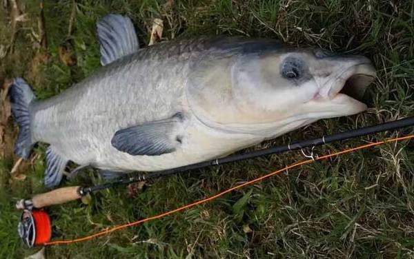 野钓青鱼钓多远多深合适?