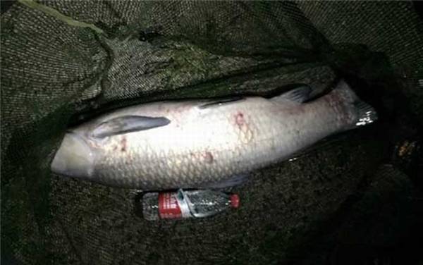 晚上钓青鱼钓底还是钓浮?