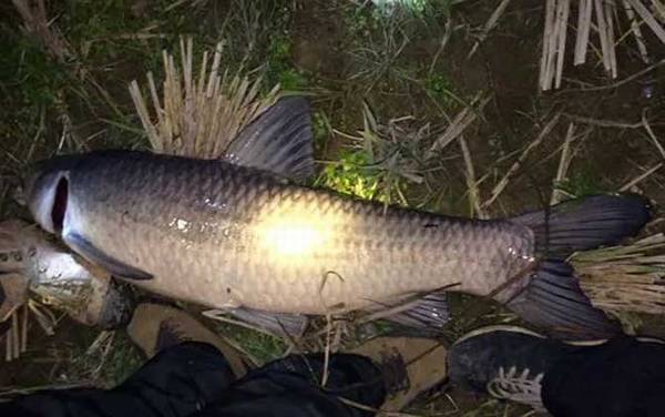 钓青鱼螺蛳打窝要砸碎吗?