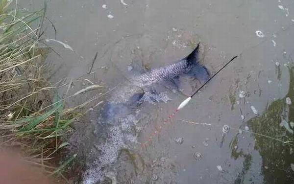 钓青鱼螺蛳打窝要砸碎吗?