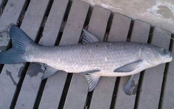 晚上钓青鱼钓底还是钓浮?