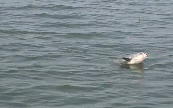 水库钓青鱼水深多少最好?