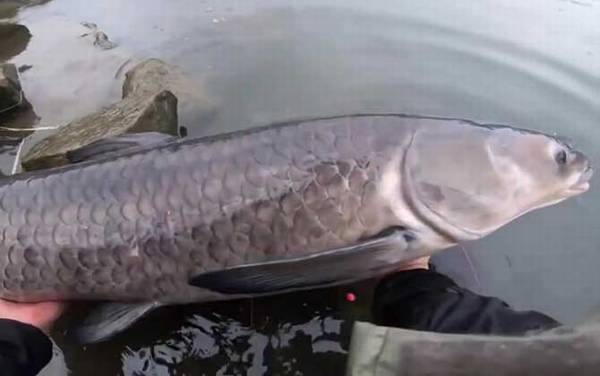 大水面钓青鱼怎样打窝?