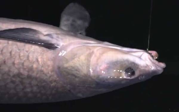 黑坑钓青鱼不开口怎么钓?