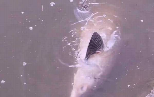 黑坑钓青鱼不开口怎么钓?