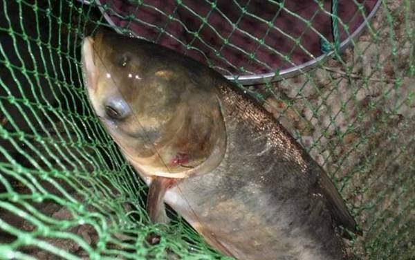 钓鲢鳙口诀和方法