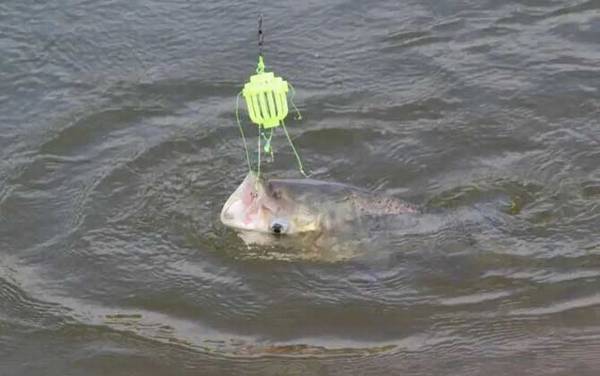 钓鲢鳙的最佳温度是多少?